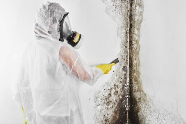 Best Black Mold Removal  in Monticello, NY
