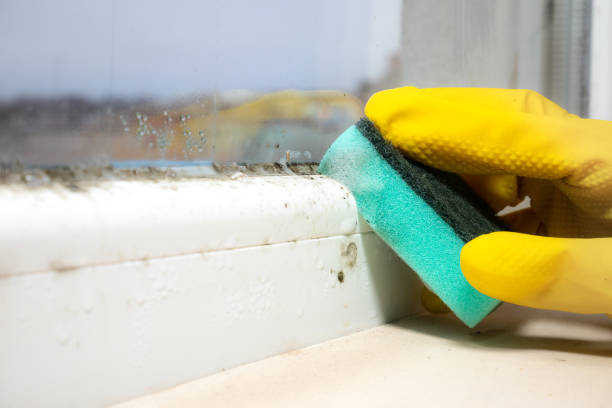 Best Mold Damage Repair  in Monticello, NY