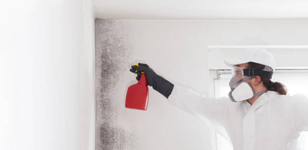 Mold Removal and Inspection in Monticello, NY