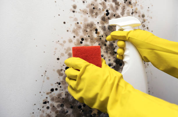 Monticello, NY Mold Removal Company