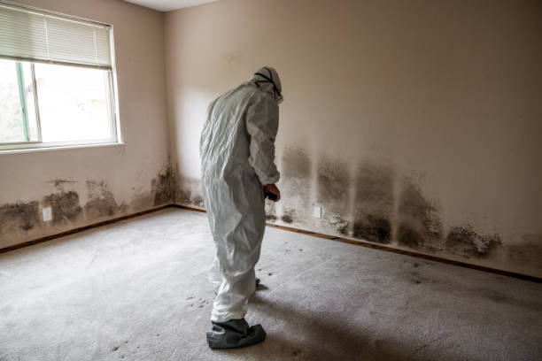 Best Mold Removal Specialists  in Monticello, NY