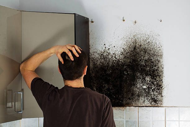 Mold Removal Process in Monticello, NY