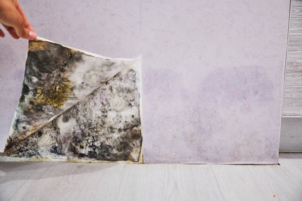Trusted Monticello, NY Mold Removal Experts